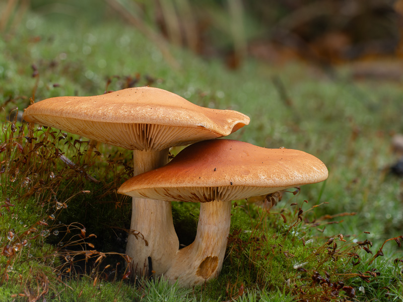 Gymnopilus stabilis